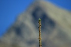 IMG 3500